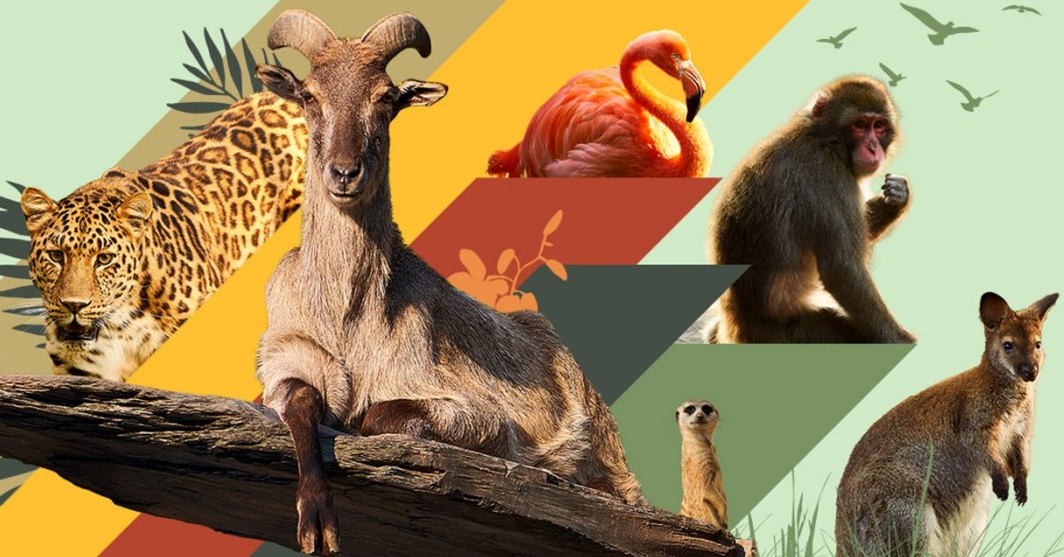 La vie secrète des animaux - Émission (Documentaire)
